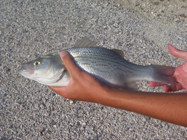 Pesca al branzino - Esemplare di palmetto catturato in laghetto di pesca sportiva