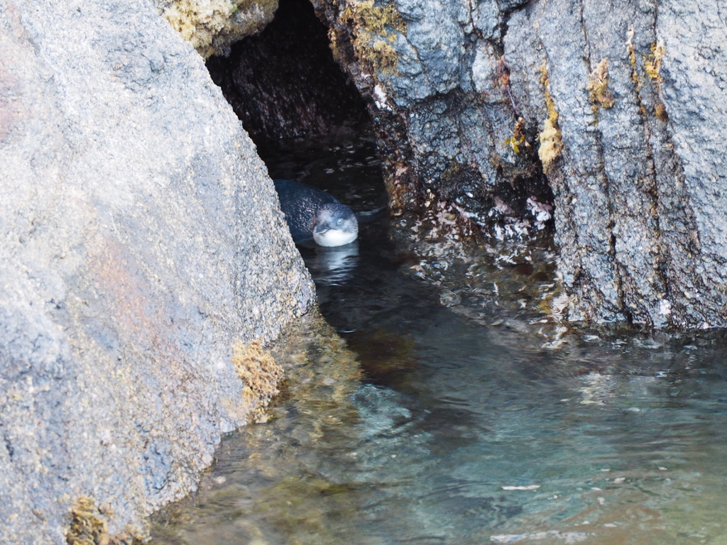 pinguino minore blu in acqua