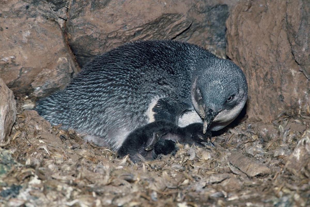 Pinguino minore blu nel nido con un cucciolo