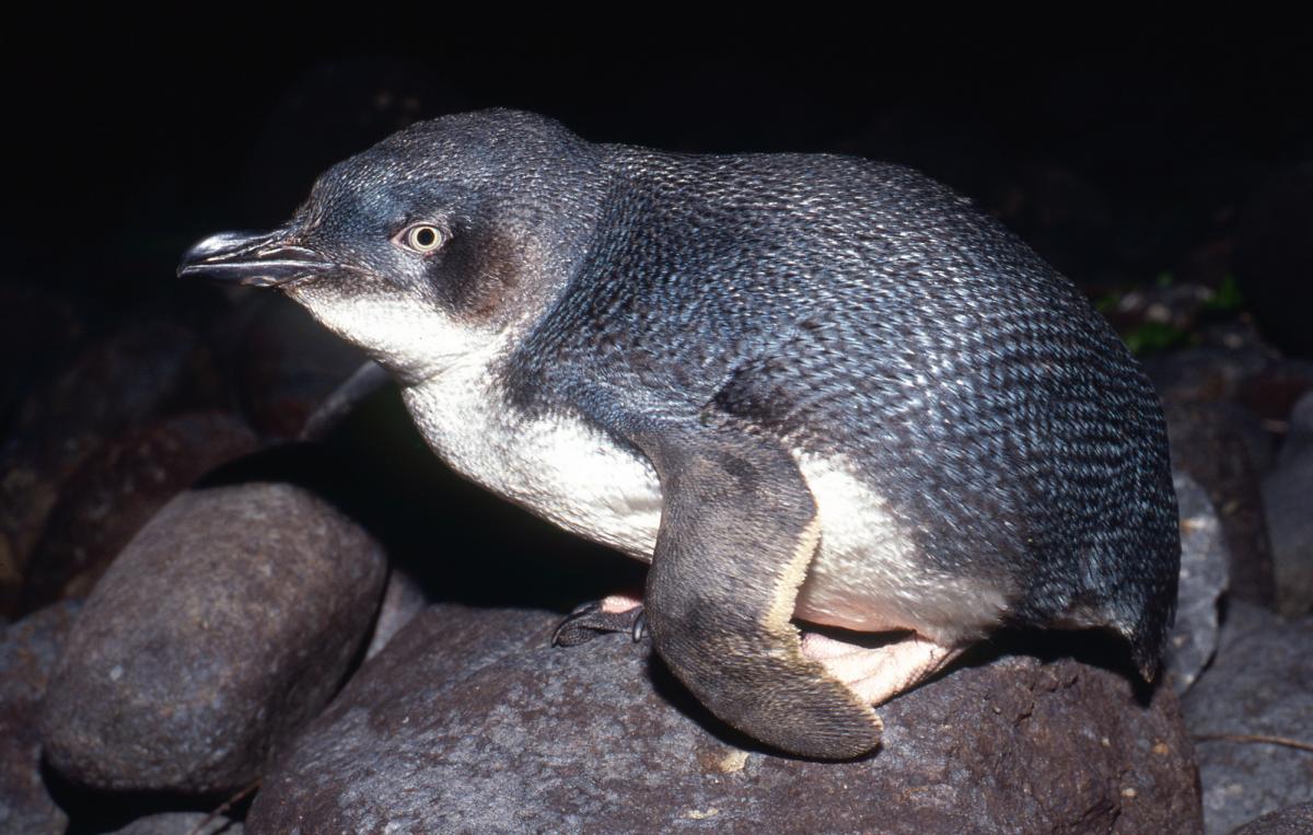 Pinguino minore blu neozelandese