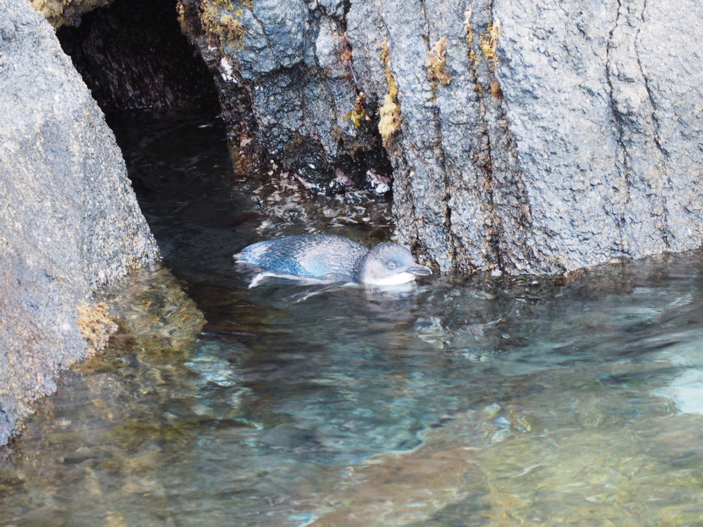 Pinguino minore blu esce dalla tana