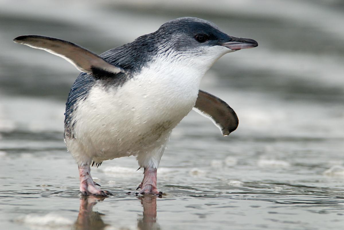 Esemplare di pinguino minore blu
