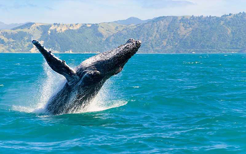 Balena al largo delle coste neozelandesi