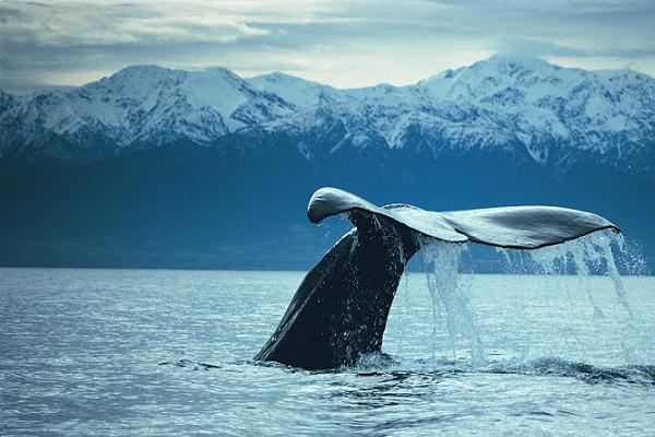 Balena al largo di Kaikoura in Nuova Zelanda