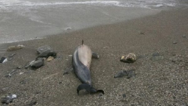 Trovati i resti di un delfino sulla spiaggia di Recco