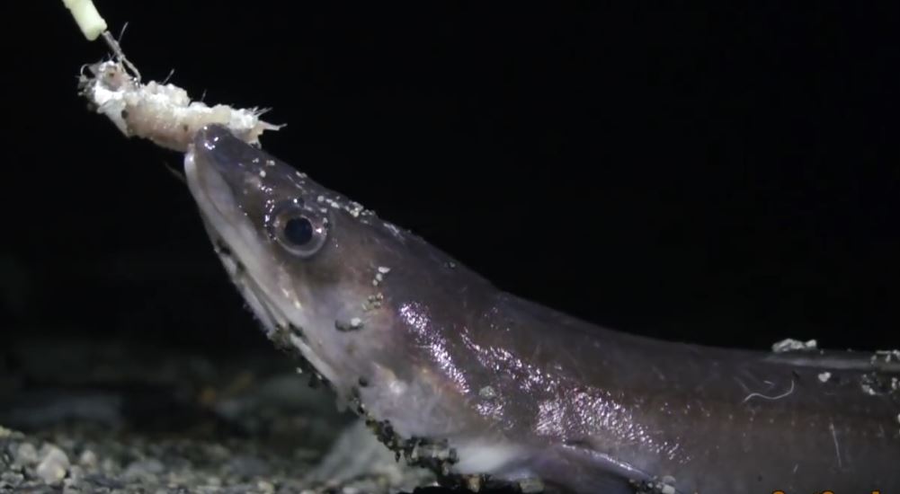 Immagine di un grongo pescato dalla spiaggia - immagine presa dal web