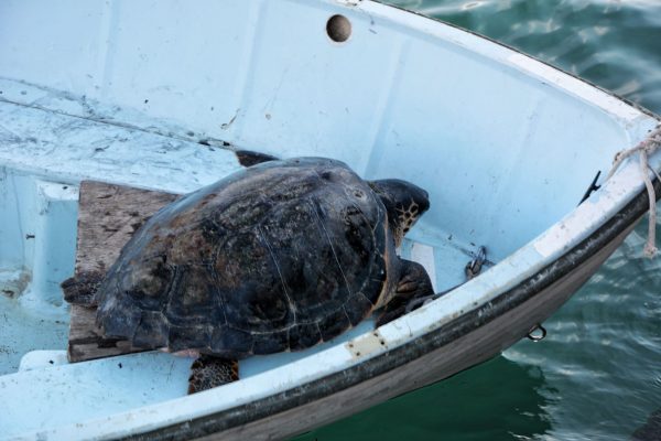 La tartaruga Caretta caretta "Primavera" durante il trasporto fino alla banchina di Santa Margherita