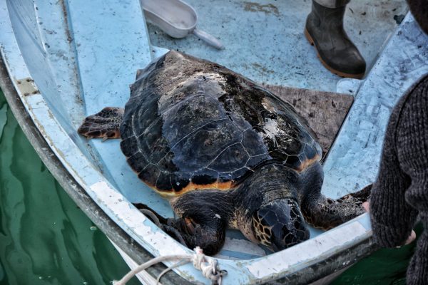 La tartaruga Caretta caretta "Primavera" durante il trasporto fino alla banchina di Santa Margherita