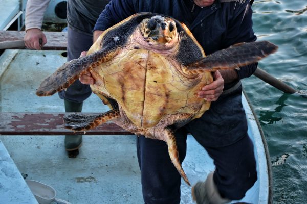 "Primavera", la Caretta caretta al momento dello sbarco dal peschereccio