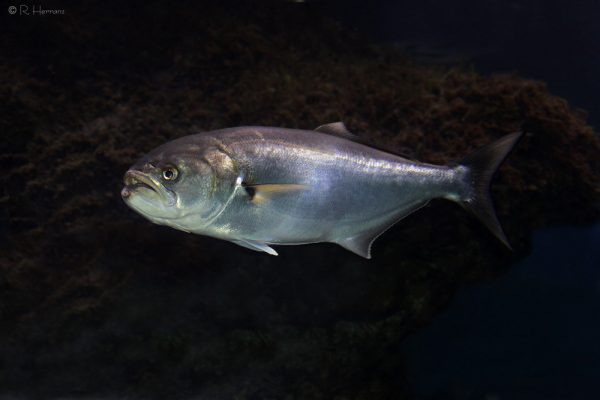 Esemplare di pesce serra