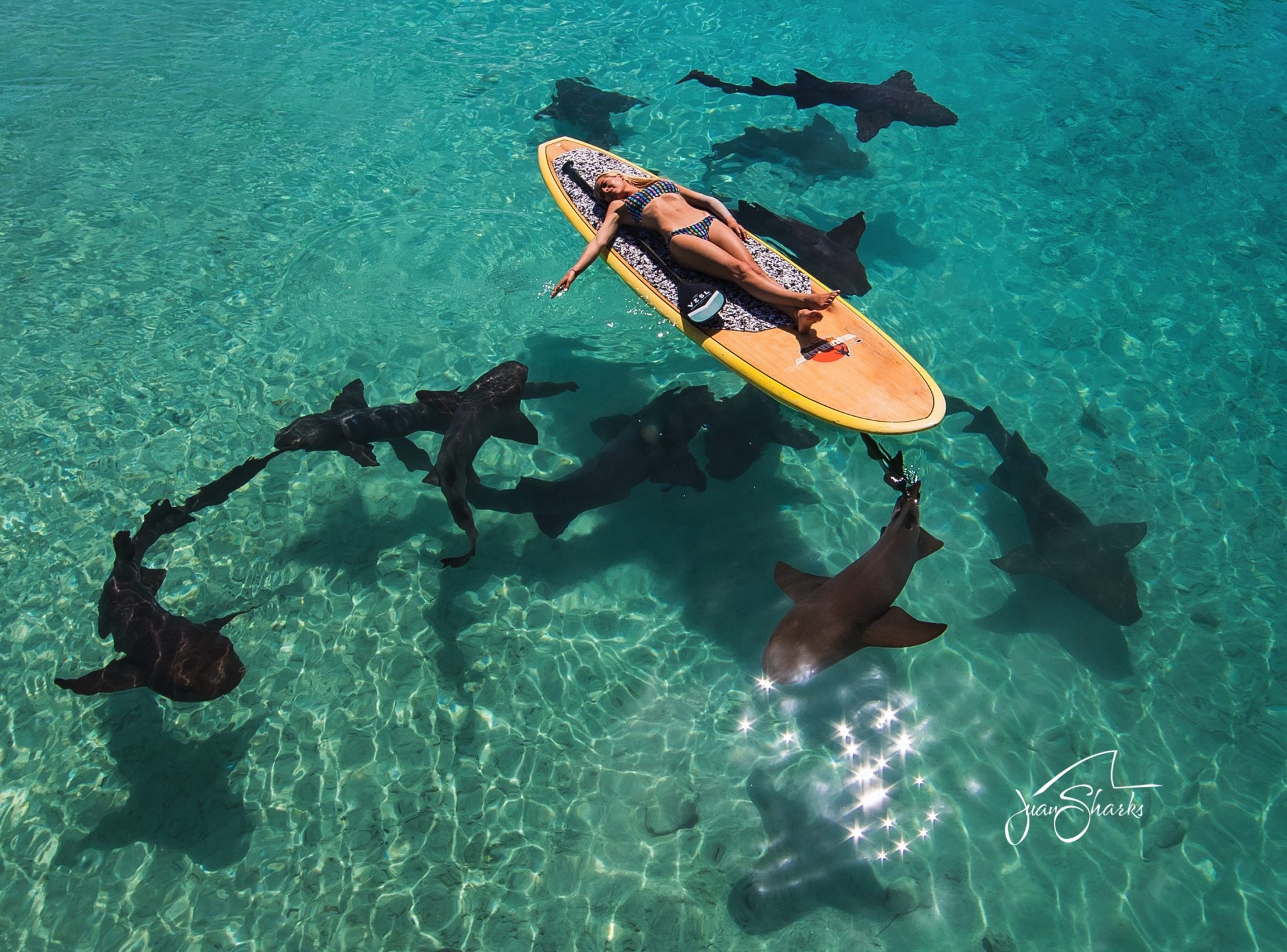 Ocean Ramsey foto @JuanSharks