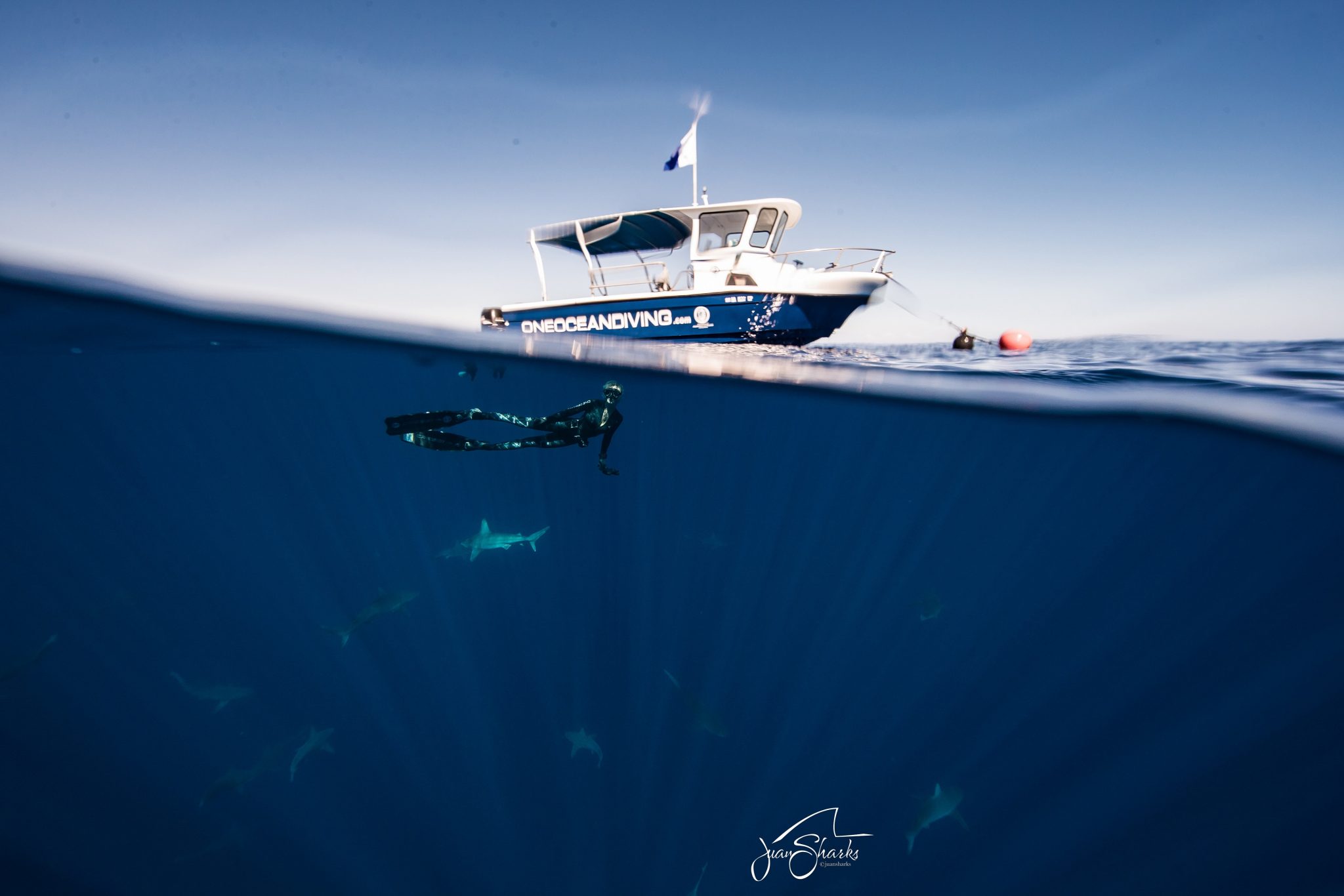 Ocean Ramsey foto @JuanSharks