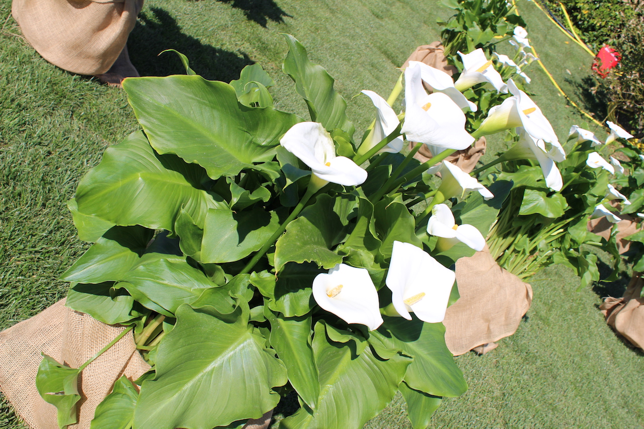 Una calla di Euroflora 2018