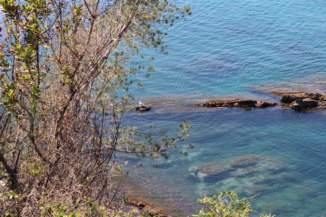 Gabbiano appollaiato su uno scoglio