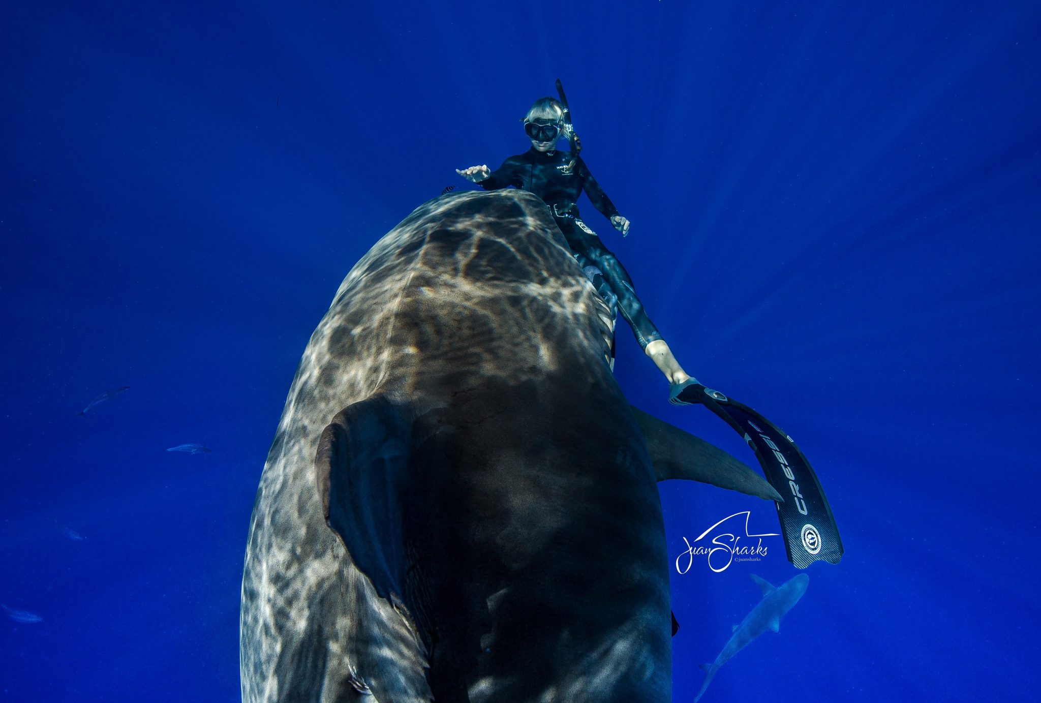 Ocean Ramsey foto @JuanSharks