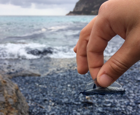 Una velella