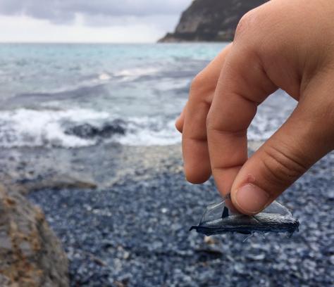 Una velella