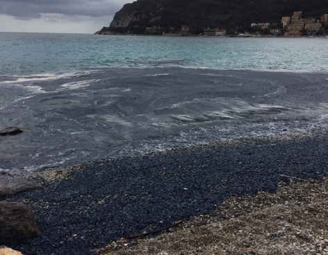 Interi banchi di vellele si spiaggiano sulle coste liguri