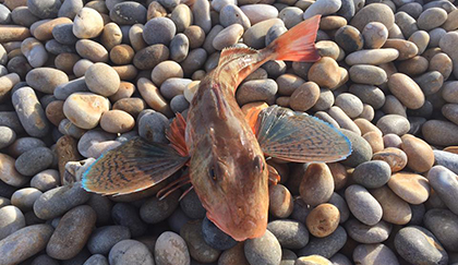 Surfcasting in Liguria - esemplare di Gallinella