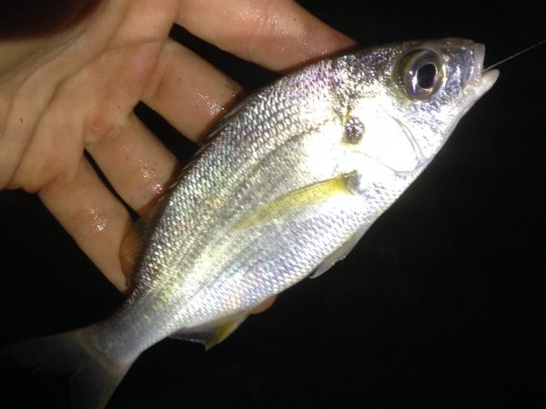 Surfcasting in Liguria - esmplare di Grugnitore bastardo