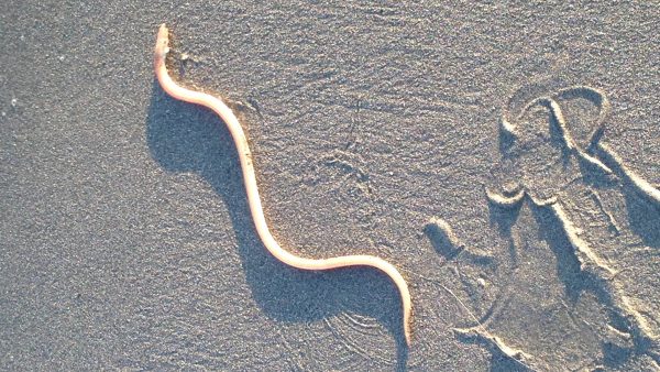 Surfcasting in Liguria - esemplare di serpente di mare