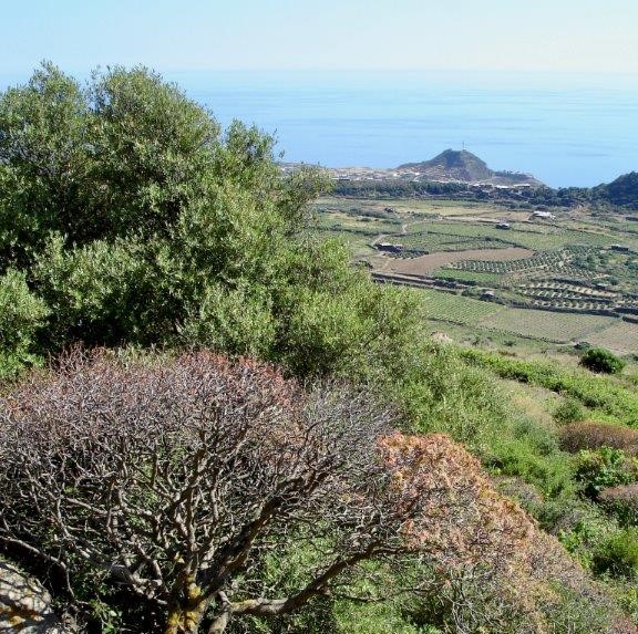 Pantelleria - macchia e paesaggio