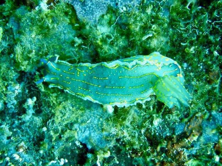 Pantelleria - nudibranco