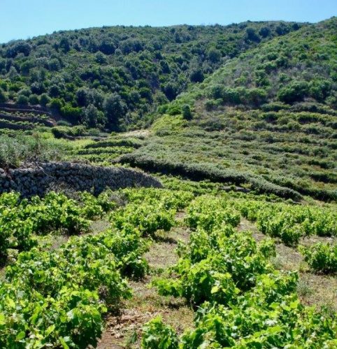 Pantelleria - vigneti (2)