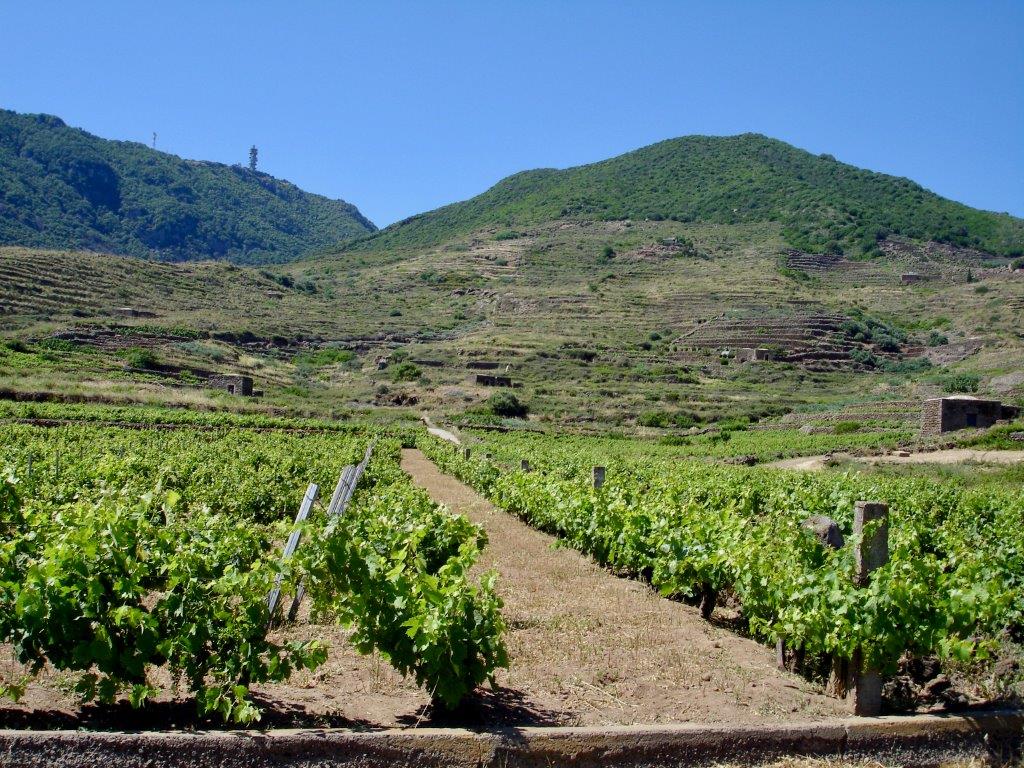 Pantelleria - vigneti