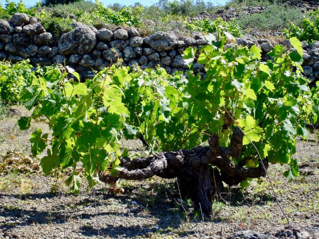 Pantelleria - vite