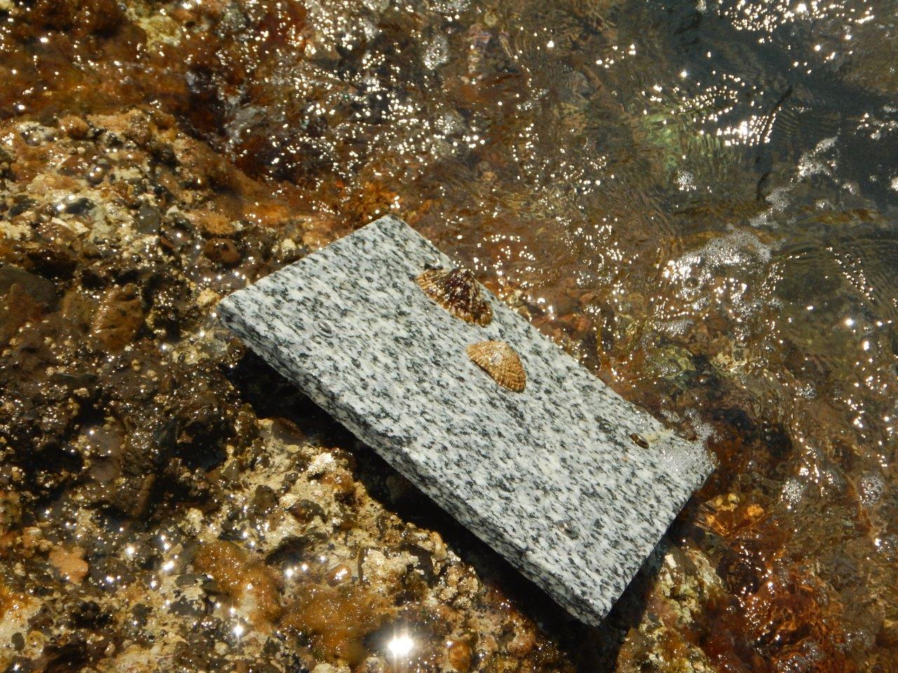 Piastrelle con Patelle posizionate su scogli