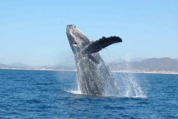 Il salto di una balena