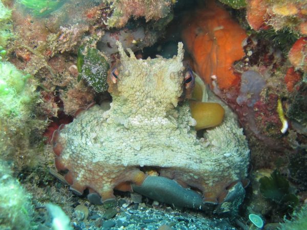 gare fotosub Zoagli - foto di Paola Gazzola con un bel polpo in tana