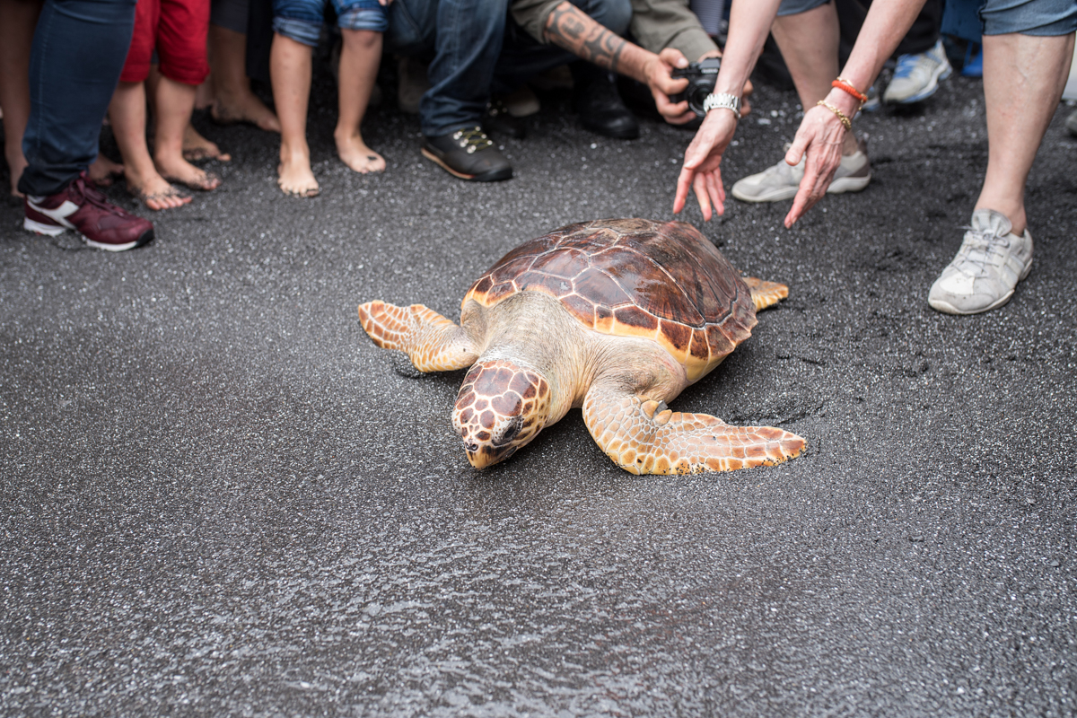 Rilascio di una Caretta caretta dalla spiaggia