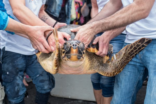 Rilascio di una Caretta caretta dalla spiaggia