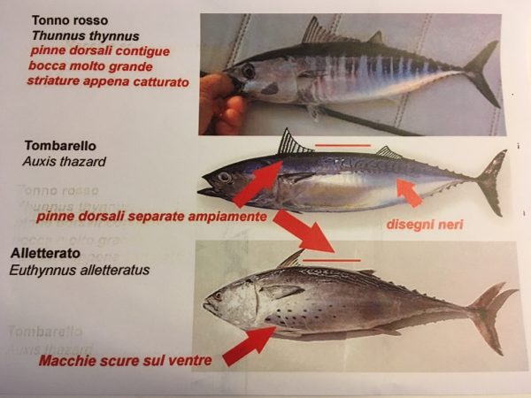 Le differenze tra un tonnetto rosso e suoi simili 