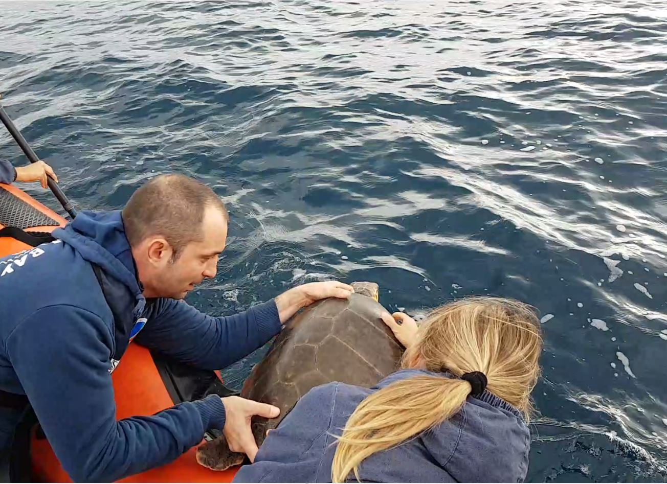 Rilascio di una Caretta caretta a Savona