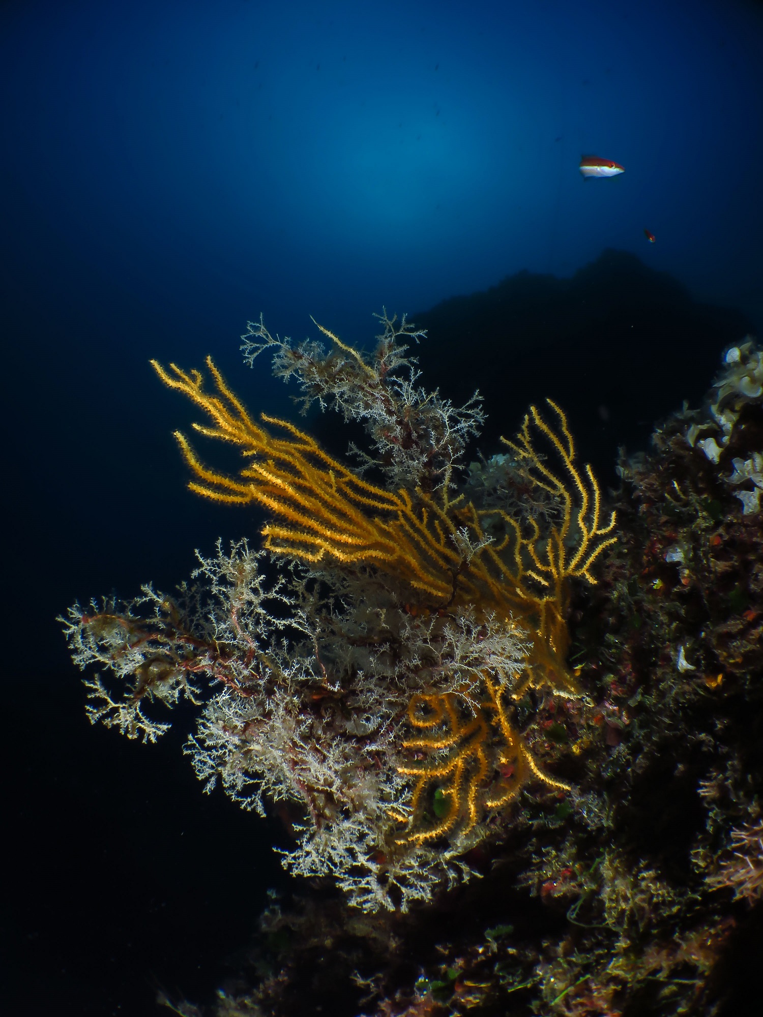 Alessandro Raho fotografia subacquea - RAHO CAM ITAL 2018 OTTOCORALLI