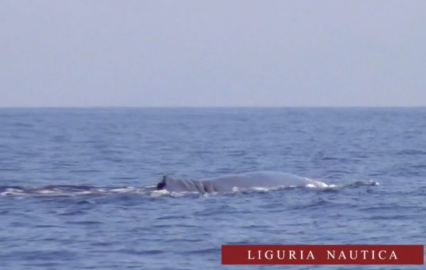 Incontro ravvicinato con due balene a due miglia da Punta Chiappa
