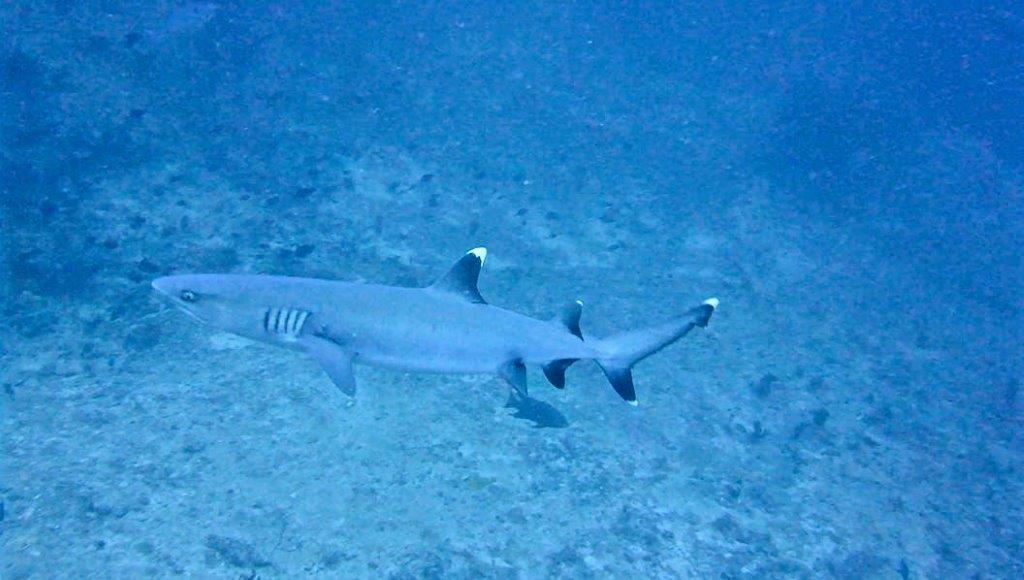 Maldive (8)