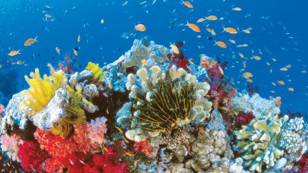 Un'immagine di coralli sottomarini
