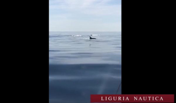 Avvistato un branco di delfini tra Deiva Marina e Moneglia! Che spettacolo!