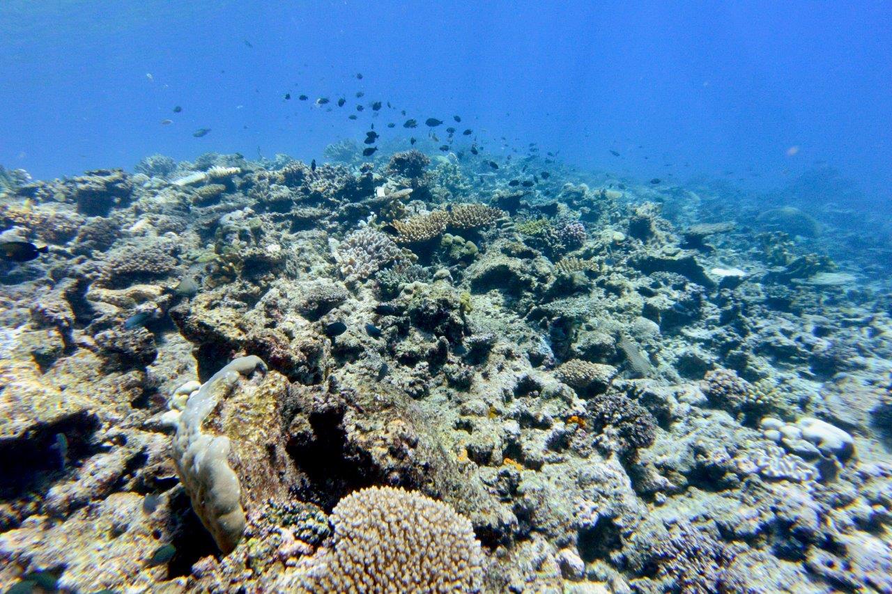 diving center - mare tropicale