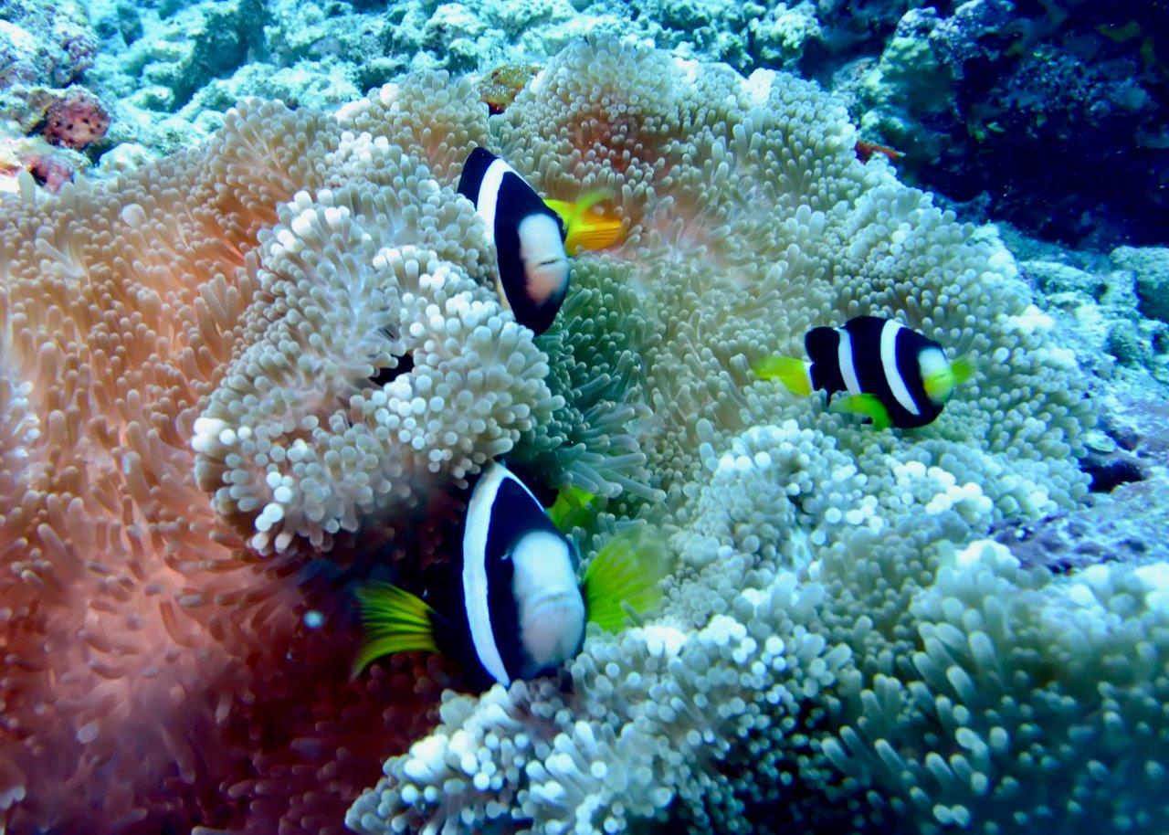 diving center - pesci pagliaccio alle Maldive
