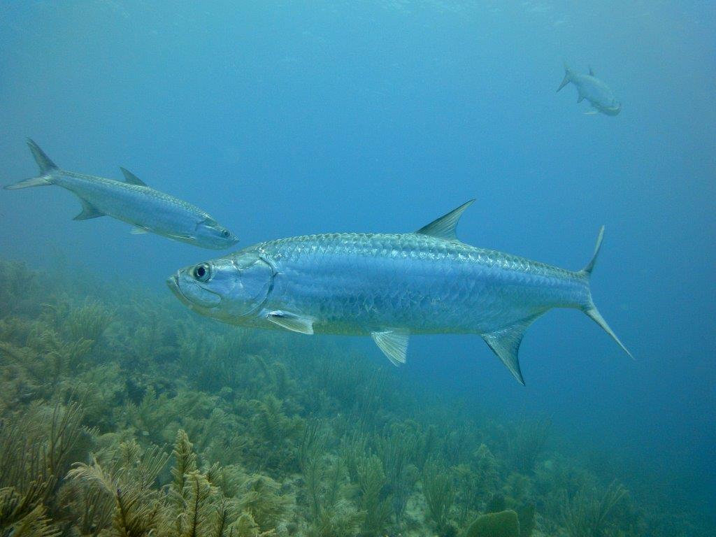 Cayo Largo (17)