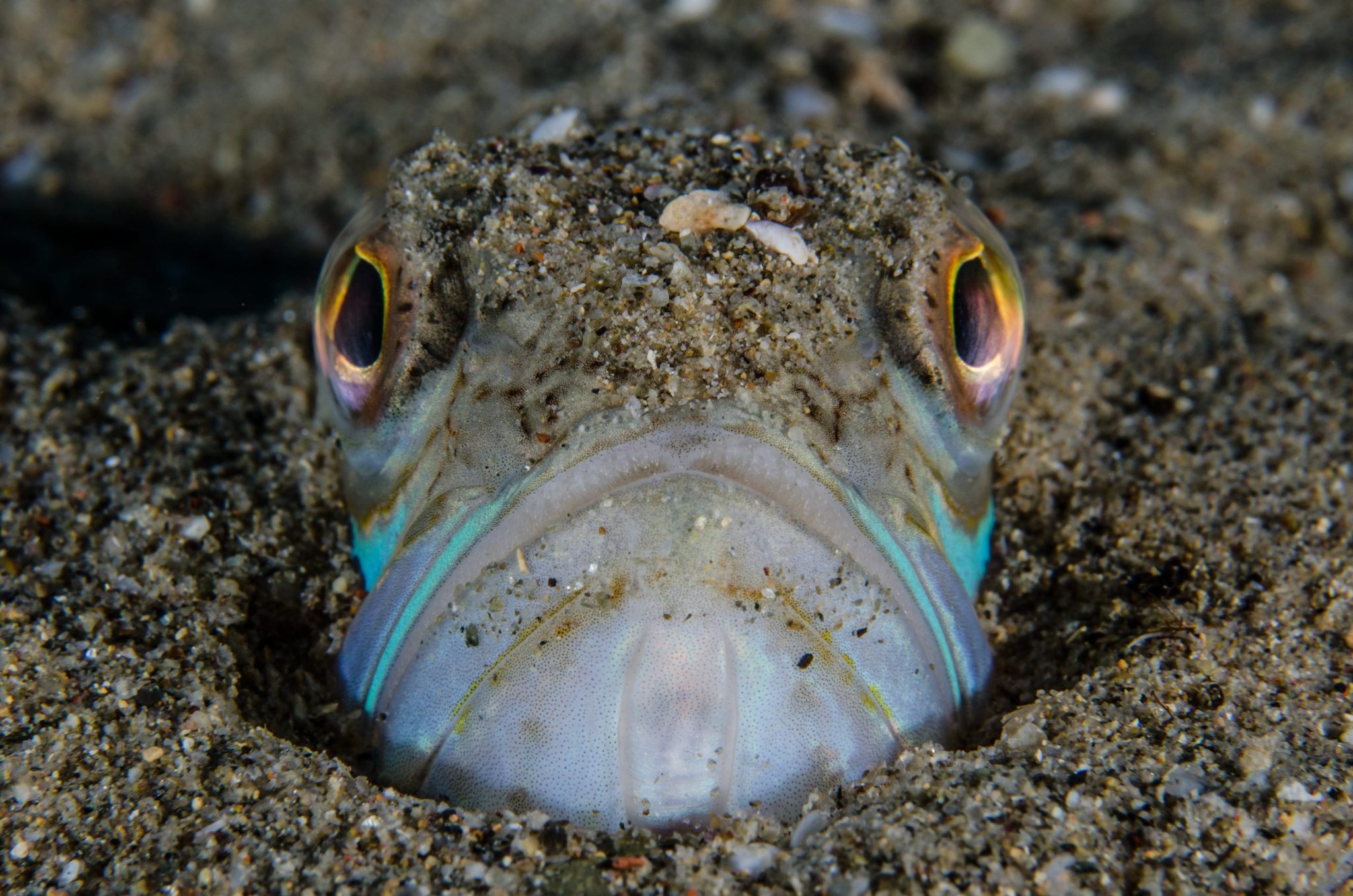 La tracina, pesce velenoso del Mar Ligure