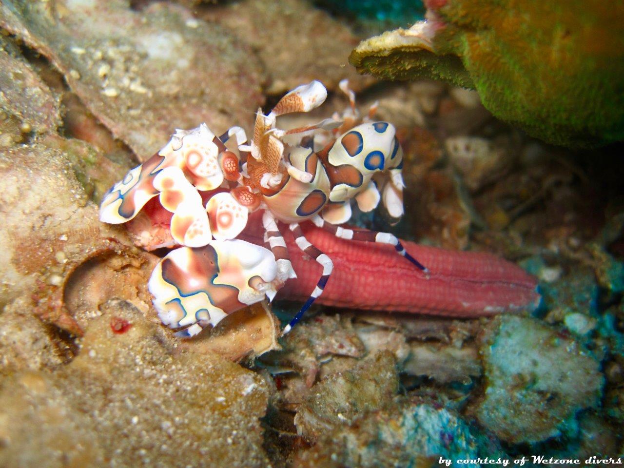 Mare delle Andamane - crostaceo