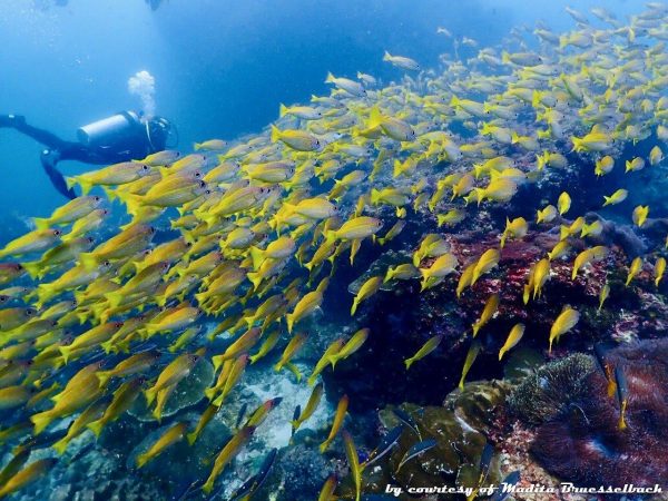 Mare delle Andamane - grunt fish
