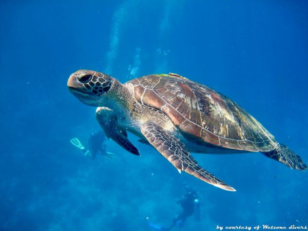 Mare delle Andamane - tartaruga