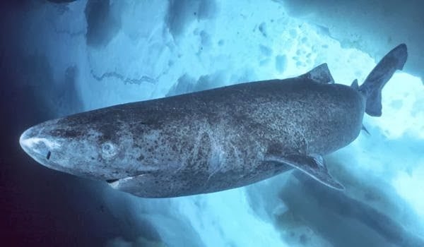 squalo della Groenlandia - Immagini recuperate da http://otlibrary.com/greenland-shark/